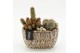 Arrangementen cactus CTCR-2610 Cactus Essentials 2 pp 