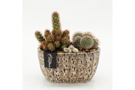 Arrangementen cactus CTCR-2610 Cactus Essentials 2 pp