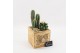 Arrangementen cactus CTCR-2613 Cactus Essentials 2 pp 