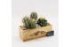 Arrangementen cactus CTCR-2614 Cactus Essentials 2 pp 