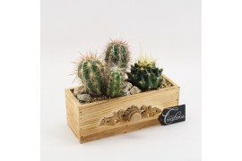Arrangementen cactus CTCR-2614 Cactus Essentials 2 pp