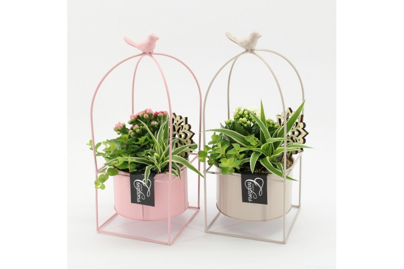 Arrangementen kamerplanten ESCR-2606M Essentials 3 pp 