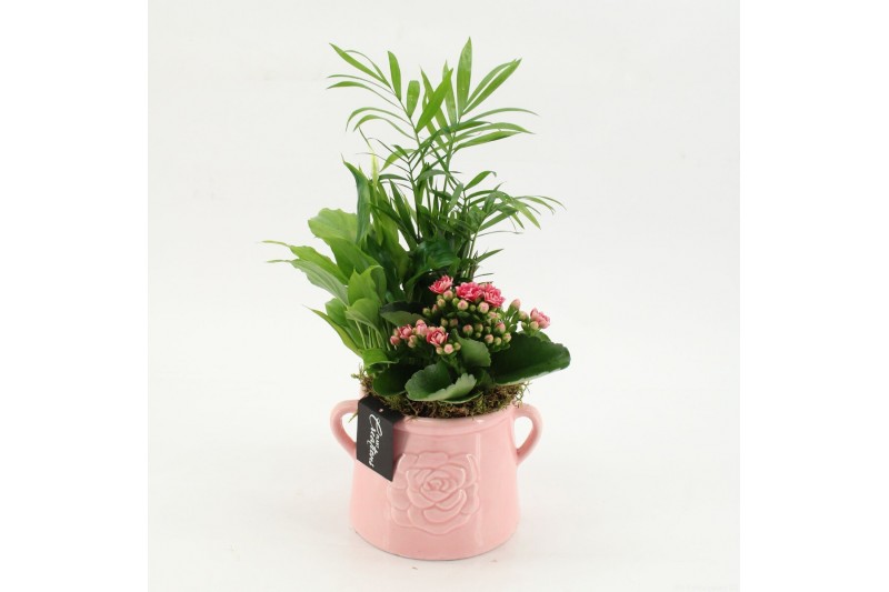 Arrangementen kamerplanten ESCR-2603RZ Essentials 3 pp 