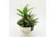 Arrangementen kamerplanten ESCR-2602RZ Essentials 3 pp 