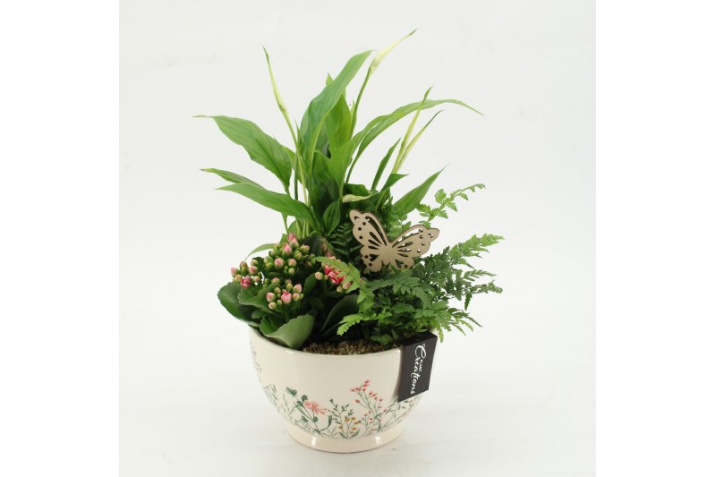Arrangementen kamerplanten ESCR-2602RZ Essentials 3 pp 