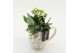 Arrangementen kamerplanten ESCR-2601W Essentials 2 pp 