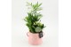 Arrangementen kamerplanten ESCR-2603W Essentials 3 pp 