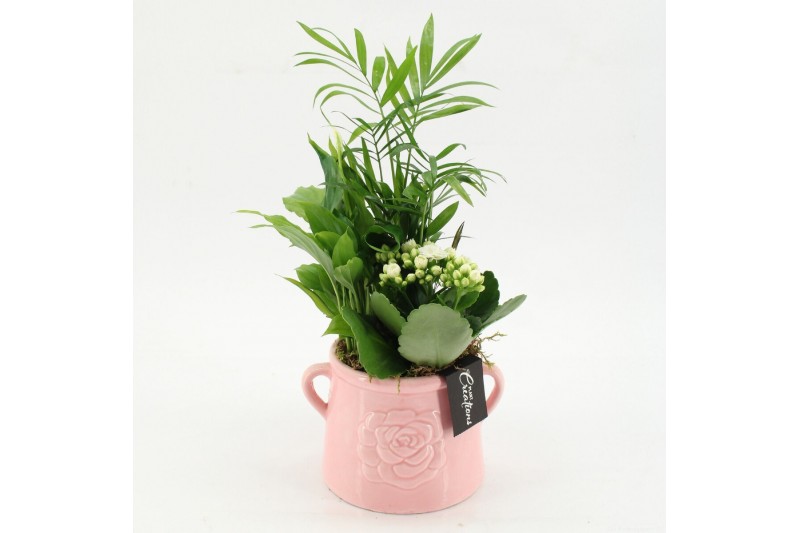 Arrangementen kamerplanten ESCR-2603W Essentials 3 pp 
