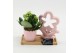 Arrangementen kamerplanten ESCR-2604W Essentials 1 pp 