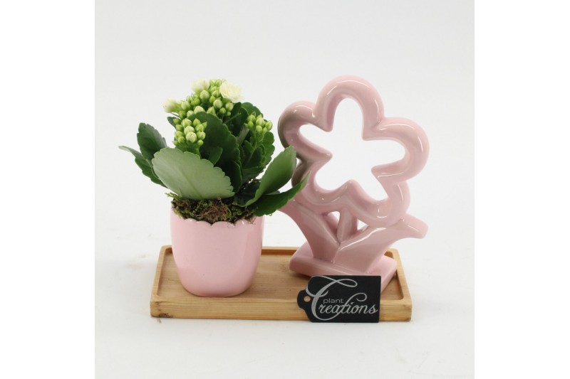 Arrangementen kamerplanten ESCR-2604W Essentials 1 pp 