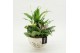 Arrangementen kamerplanten ESCR-2602W Essentials 3 pp 