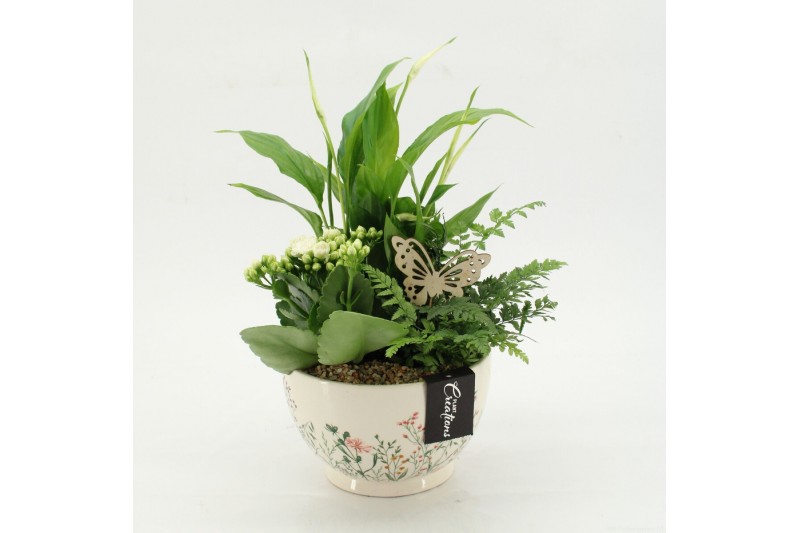 Arrangementen kamerplanten ESCR-2602W Essentials 3 pp 