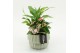 Arrangementen kamerplanten ESCR-2621RZ Essentials 2 pp 