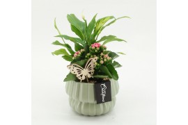 Arrangementen kamerplanten ESCR-2621RZ Essentials 2 pp