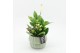Arrangementen kamerplanten ESCR-2621W Essentials 2 pp 