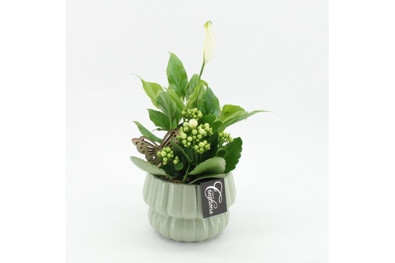 Arrangementen kamerplanten ESCR-2621W Essentials 2 pp 