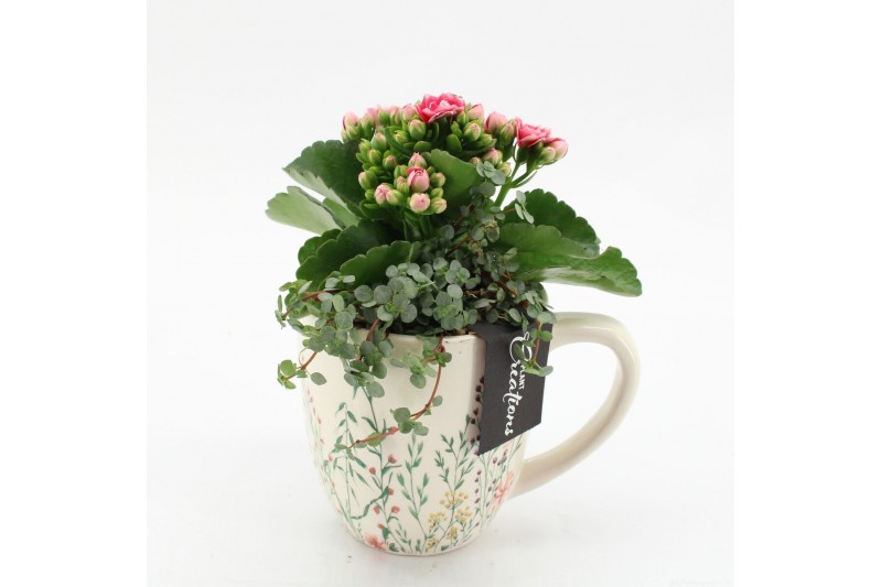 Arrangementen kamerplanten ESCR-2601RZ Essentials 2 pp 