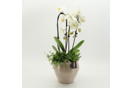 Phalaenopsis PHAL-2635 Phalaenopsis creatie 3 pp