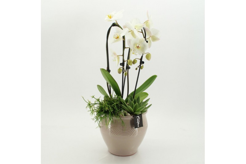 Phalaenopsis PHAL-2635 Phalaenopsis creatie 3 pp 