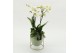 Phalaenopsis PHAL-2615W Phalaenopsis creatie 2 pp 