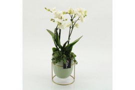 Phalaenopsis PHAL-2615W Phalaenopsis creatie 2 pp