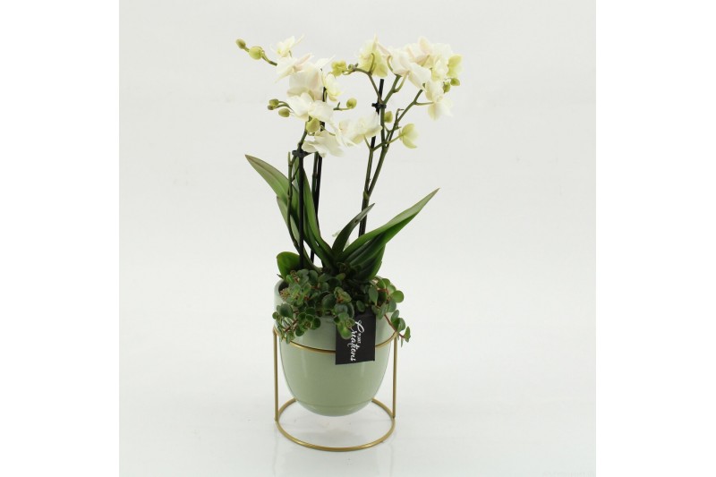 Phalaenopsis PHAL-2615W Phalaenopsis creatie 2 pp 