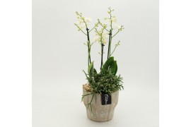 Phalaenopsis PHAL-2637 Phalaenopsis creatie 2 pp