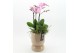 Phalaenopsis PHAL-2624RZ Phalaenopsis creatie 2 pp 