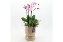 Phalaenopsis PHAL-2624RZ Phalaenopsis creatie 2 pp