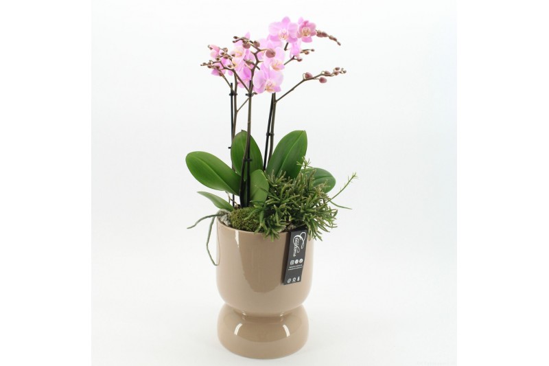 Phalaenopsis PHAL-2624RZ Phalaenopsis creatie 2 pp 
