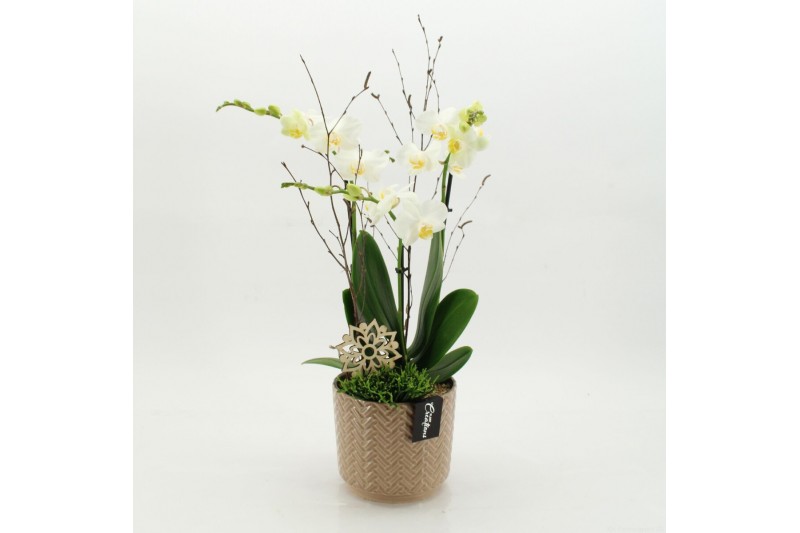 Phalaenopsis PHAL-2621W Phalaenopsis creatie 2 pp 