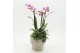 Phalaenopsis PHAL-2637RZ Phalaenopsis creatie 2 pp 