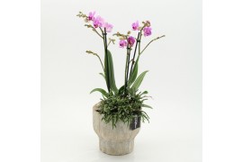 Phalaenopsis PHAL-2637RZ Phalaenopsis creatie 2 pp