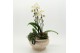 Phalaenopsis PHAL-2633 Phalaenopsis creatie 3 pp 