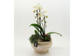Phalaenopsis PHAL-2633 Phalaenopsis creatie 3 pp