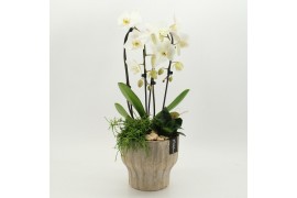 Phalaenopsis PHAL-2638 Phalaenopsis creatie 3 pp