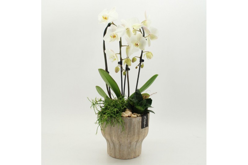 Phalaenopsis PHAL-2638 Phalaenopsis creatie 3 pp 