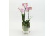 Phalaenopsis PHAL-2615RZ Phalaenopsis creatie 2 pp 