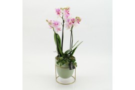 Phalaenopsis PHAL-2615RZ Phalaenopsis creatie 2 pp