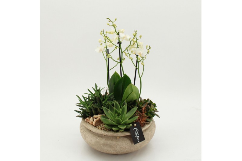 Phalaenopsis PHAL-2634 Phalaenopsis creatie 4 pp 