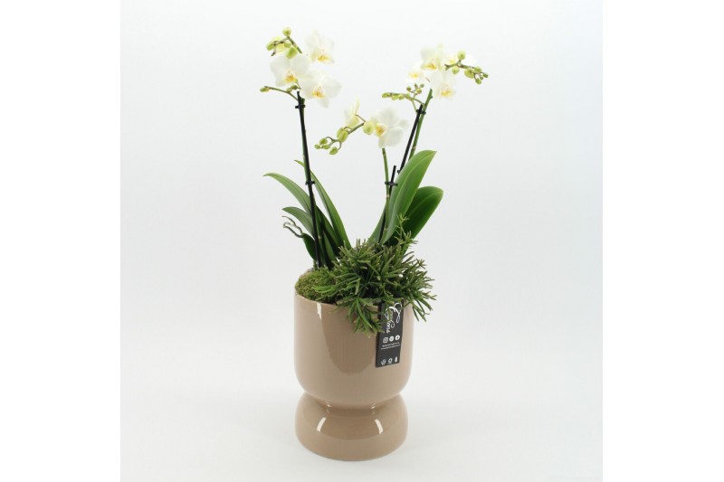 Phalaenopsis PHAL-2624W Phalaenopsis creatie 2 pp 