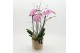 Phalaenopsis PHAL-2621RZ Phalaenopsis creatie 2 pp 