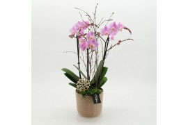 Phalaenopsis PHAL-2621RZ Phalaenopsis creatie 2 pp
