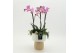 Phalaenopsis PHAL-2625RZ Phalaenopsis creatie 3 pp 