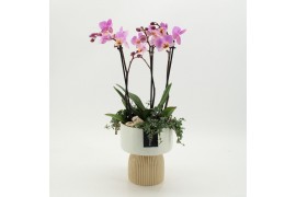 Phalaenopsis PHAL-2625RZ Phalaenopsis creatie 3 pp