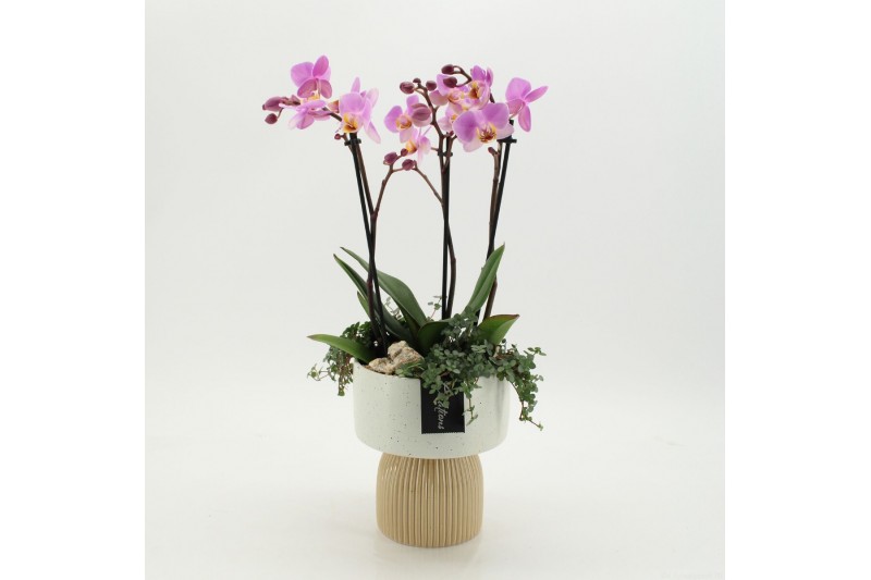 Phalaenopsis PHAL-2625RZ Phalaenopsis creatie 3 pp 