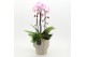 Phalaenopsis PHAL-2638RZ Phalaenopsis creatie 3 pp 
