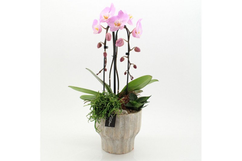 Phalaenopsis PHAL-2638RZ Phalaenopsis creatie 3 pp 