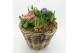 Arrangementen tuinplanten PMCR-2609 Primula creations 6 pp 