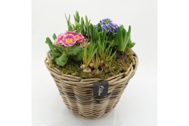 Arrangementen tuinplanten PMCR-2609 Primula creations 6 pp